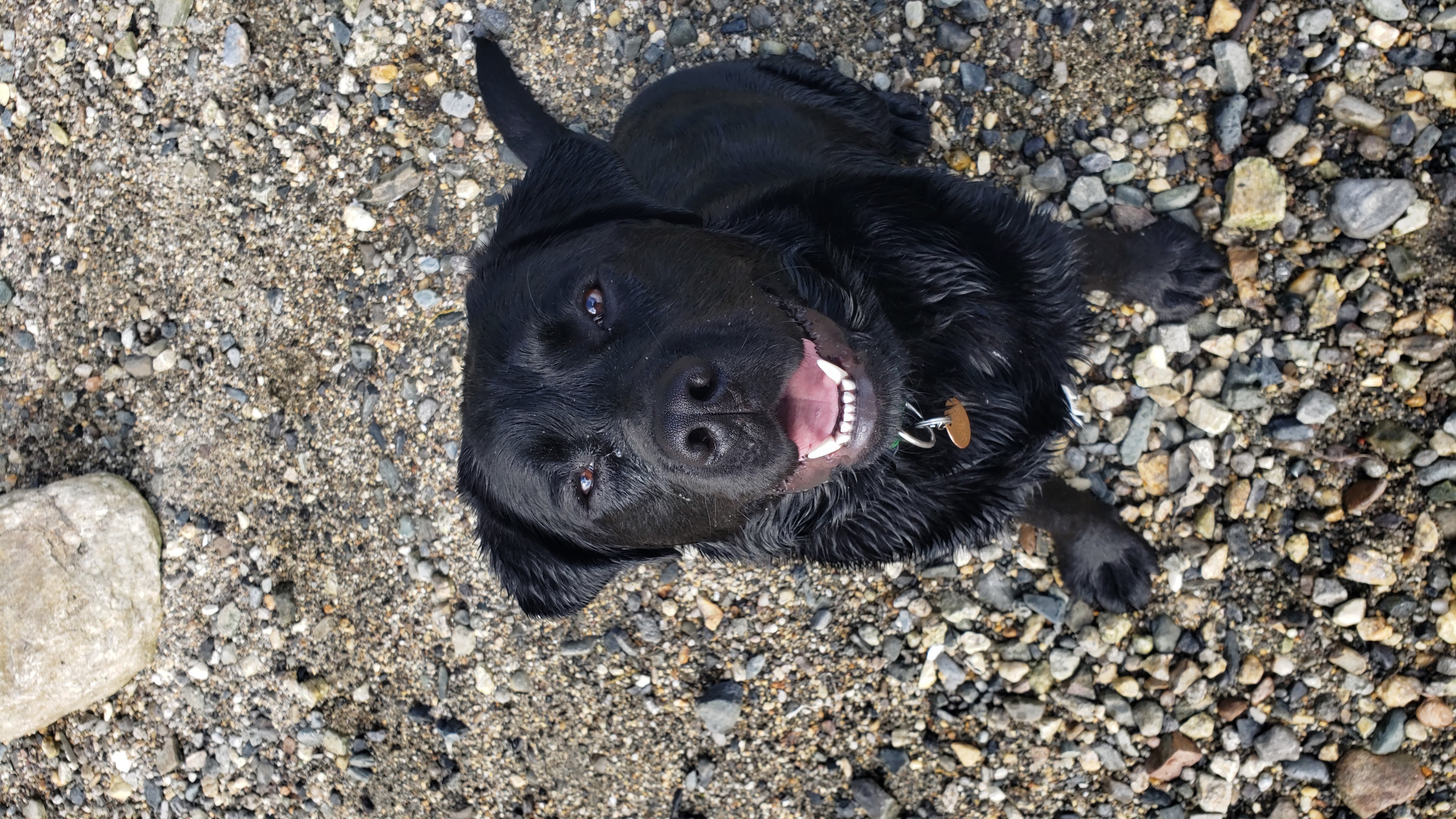 puppy, labrador, puppies, training, puppy training