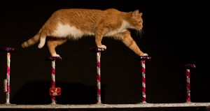 An image from the Acro-cats show.