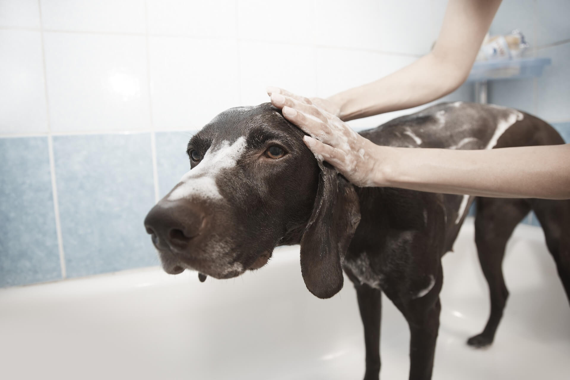 Ear cleaning tips for dogs