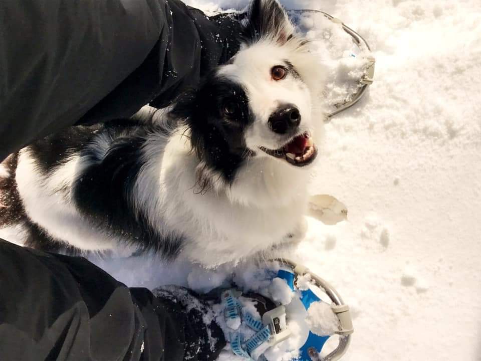 winter, dog, snowshoeing