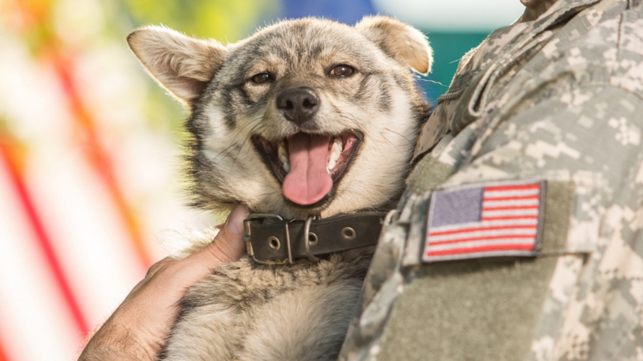 Pets for Patriots partner Freeport Vet