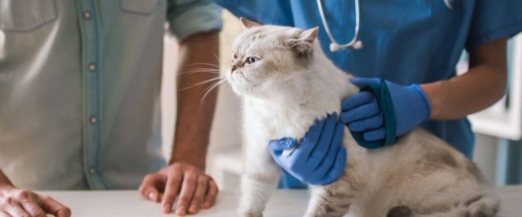 https://www.freeportvet.com/sites/default/files/stress-free-veterinary-visits-cats.jpg