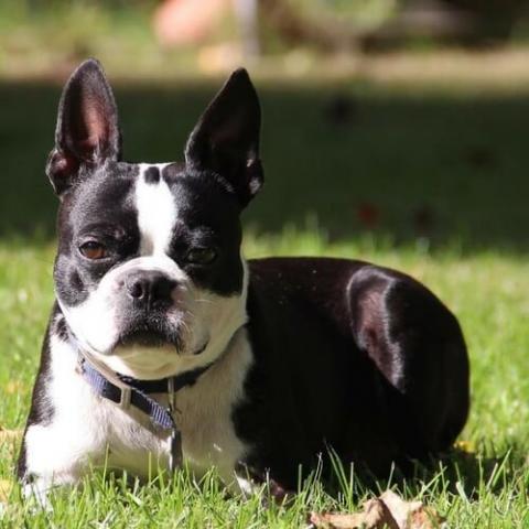 can boston terriers breed naturally? 2