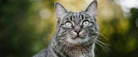 heartworm disease in cats