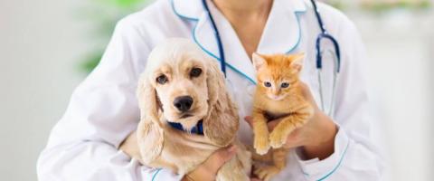 why dogs and cats need bloodwork