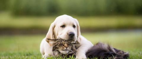 dog and cat flea and tick prevention