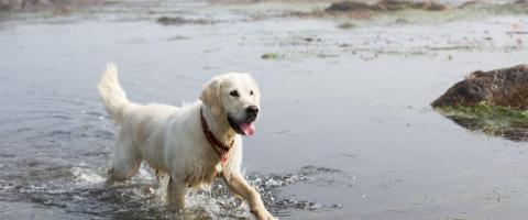 dogs and the dangers of harmful algae blooms