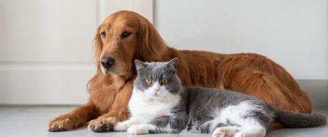 CBD for cats and dogs