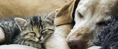 dogs and cats euthanasia