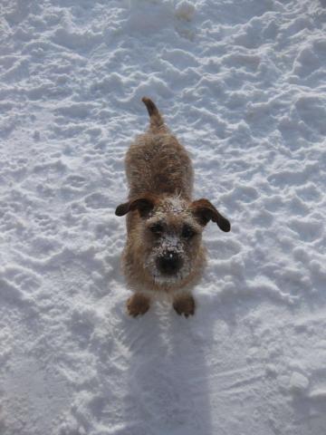 winter, dog, snow