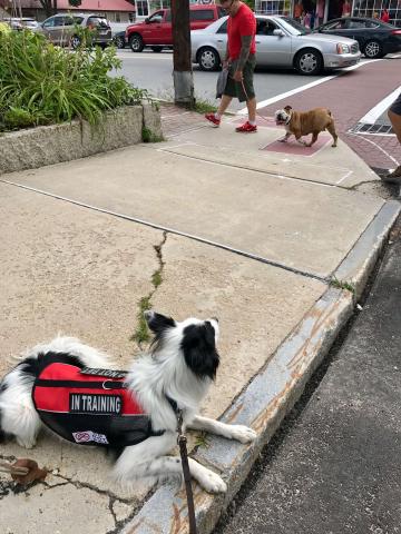service dog, emotional support dog
