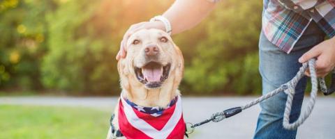 keep your pets safe on 4th of July with microchipping