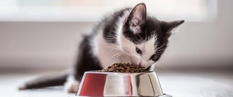 kitten nutrition tips