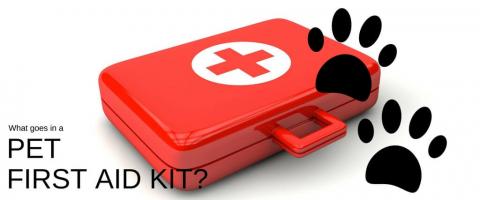 What goes in a pet first aid kit?
