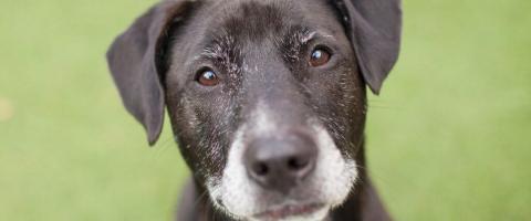health issues in senior dogs