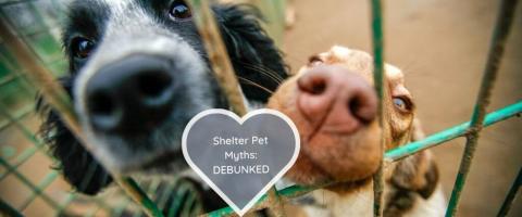 shelter pet myths debunked