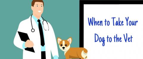 Illustration of dog at veterinarian appointmet